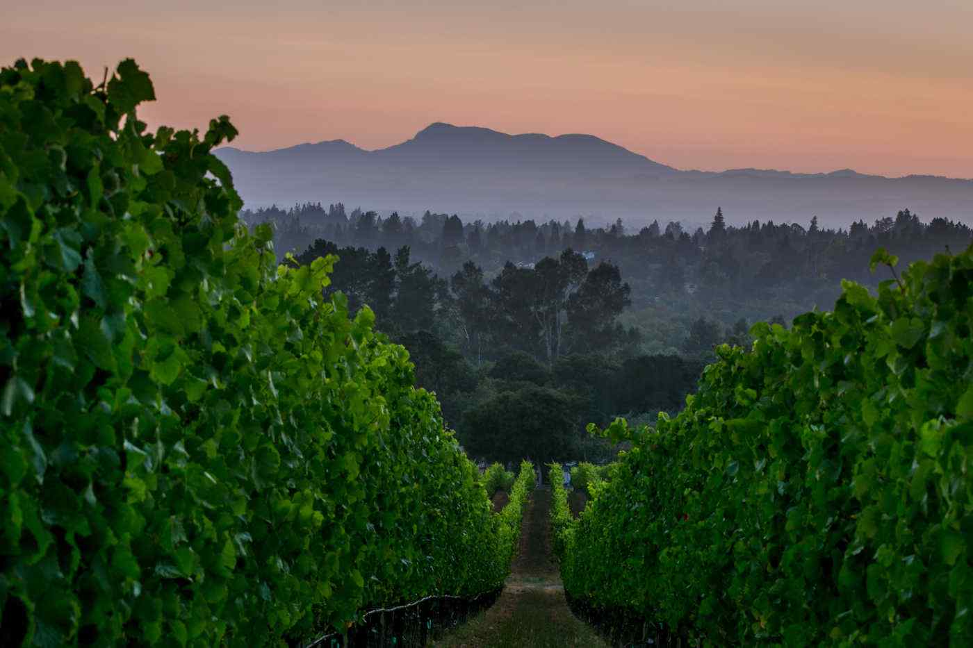 Bondi Home Ranch Vineyards – Spring Time downhill with trees and mountain views