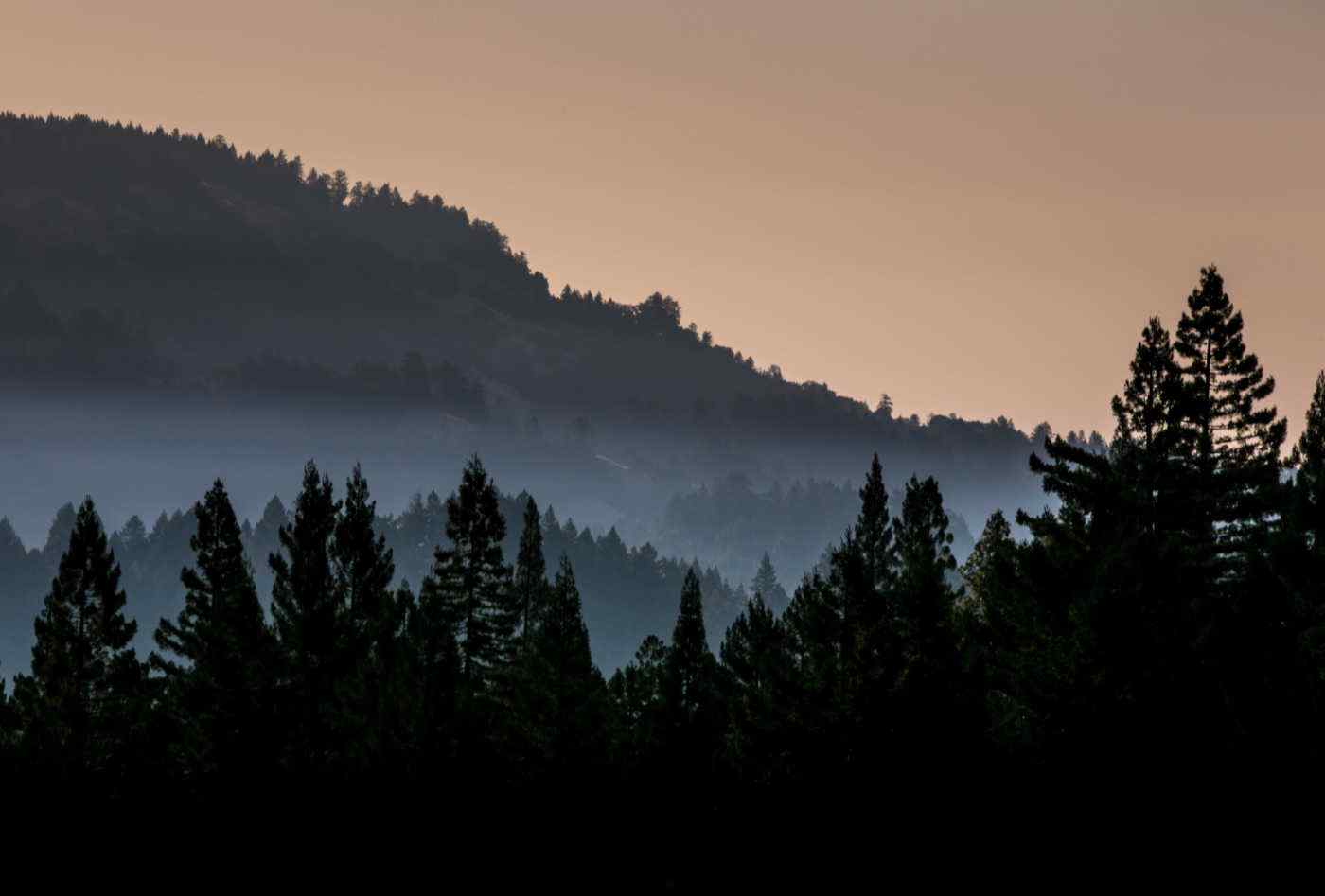 Martinelli winery coastal property late sunset with fog and trees