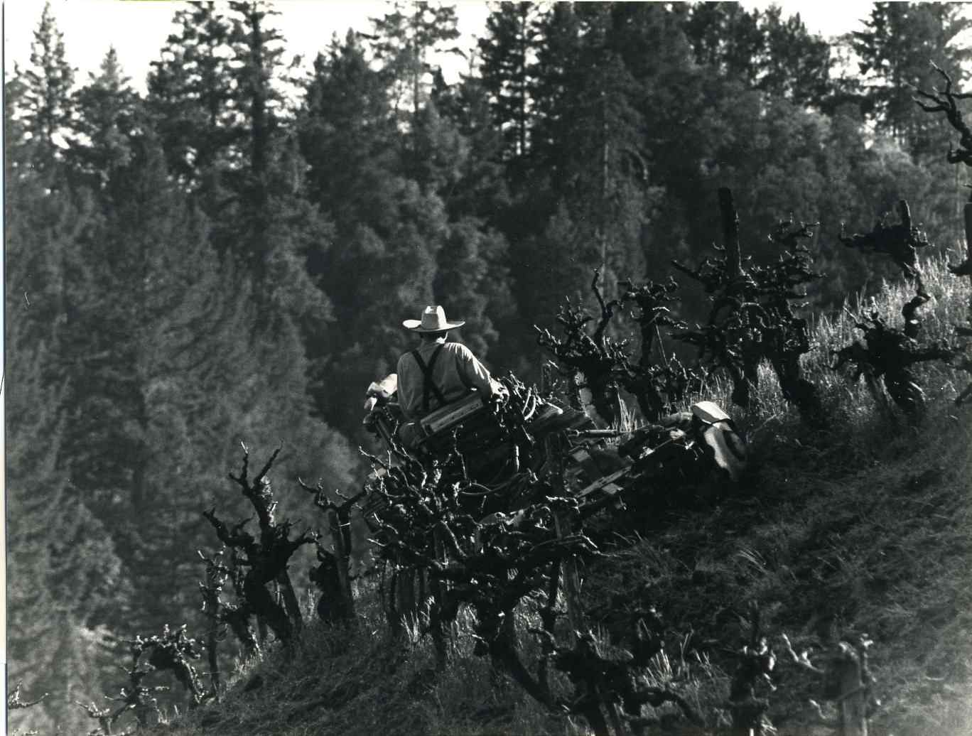 Leno Martinelli Farming Jackass Hill in the 1950’s
