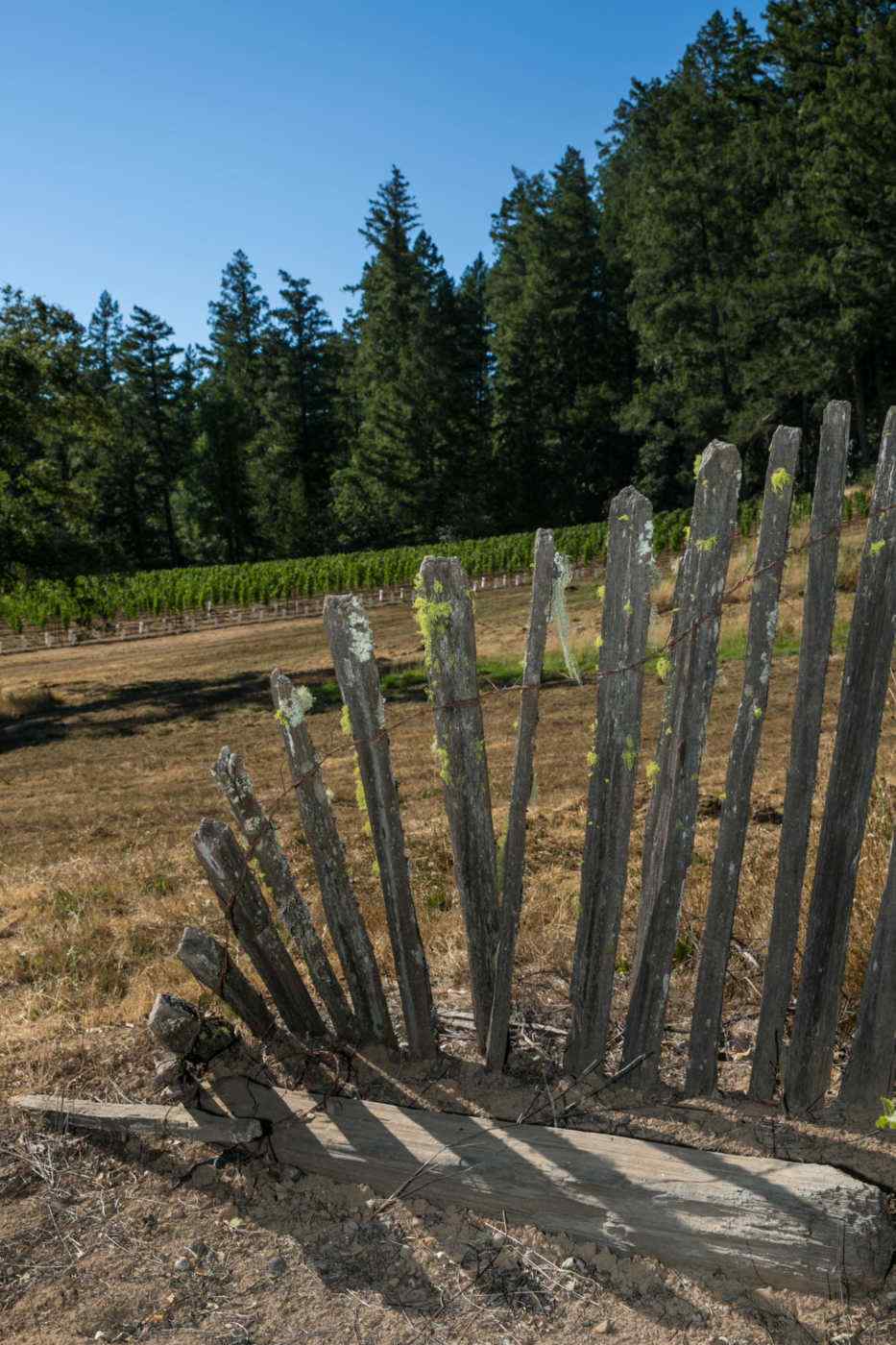 Home Ranch Vineyard at our Fort Ross-Seaview vineyards – original hand-split redwood fence used to keep the sheep inside from the 1860’s.