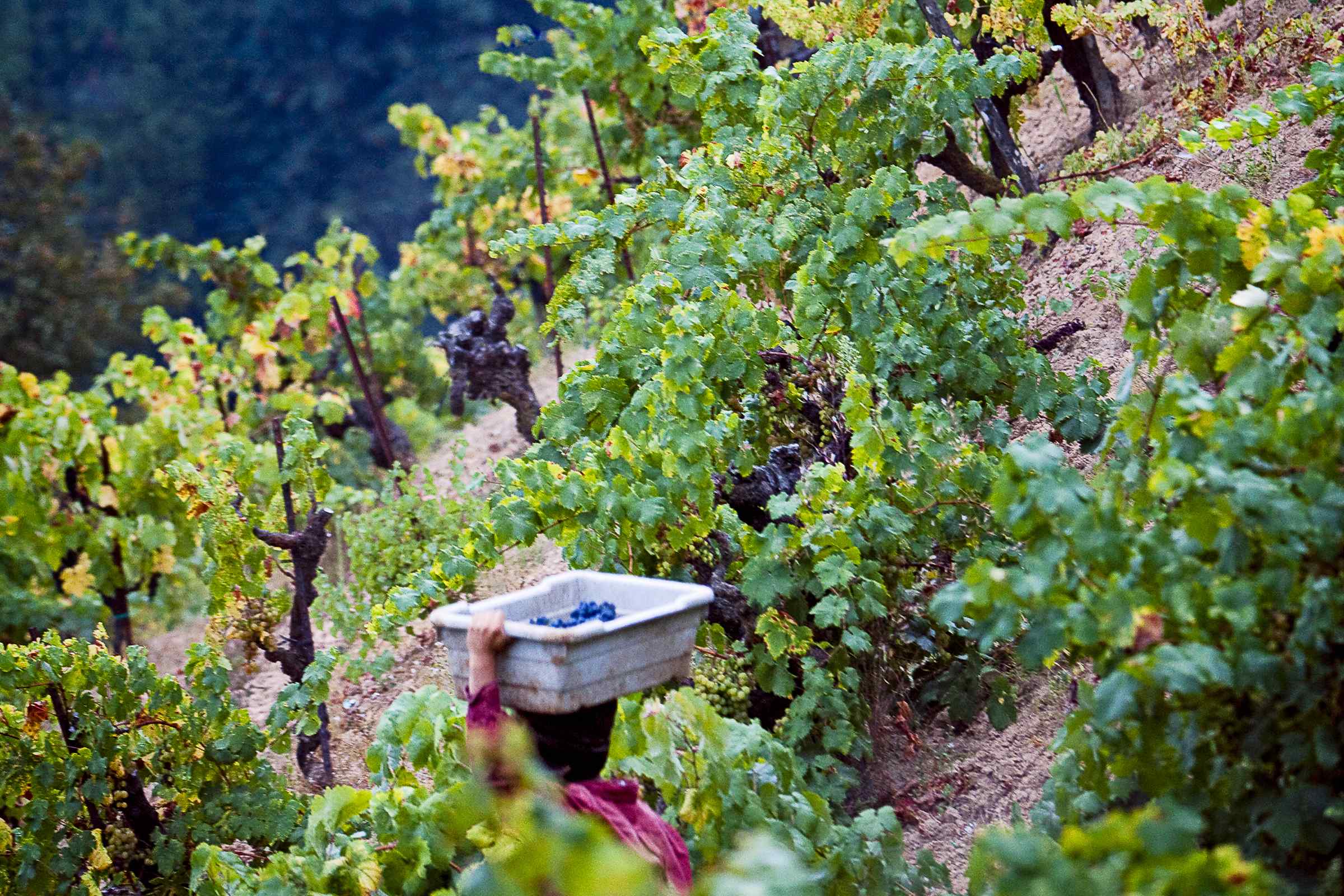 Picking zinfandel grapes by hand at steep Jackass Hill Zinfandel vineyard