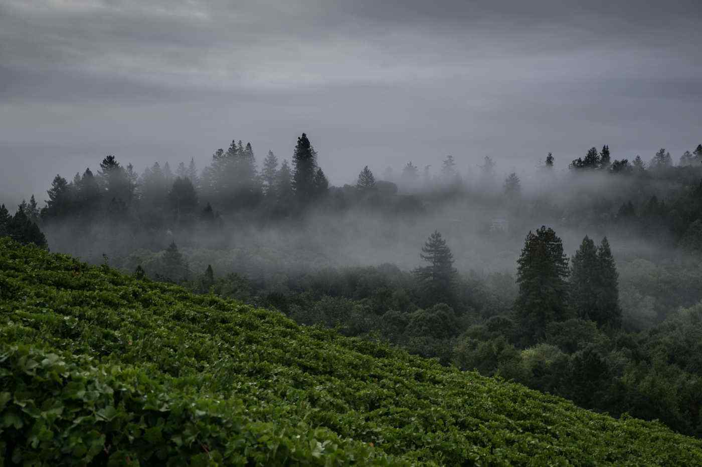Lolita Ranch Vineyards under the morning fog of the Russian River Valley