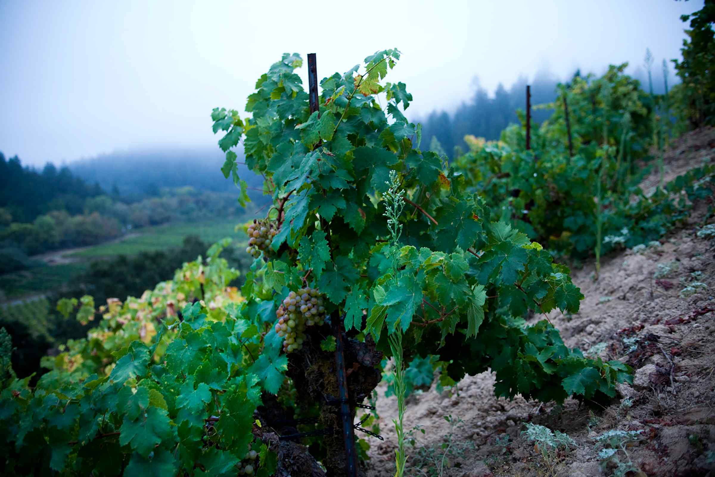 Russian River Valley fog surrounds Muscat grapes on hill