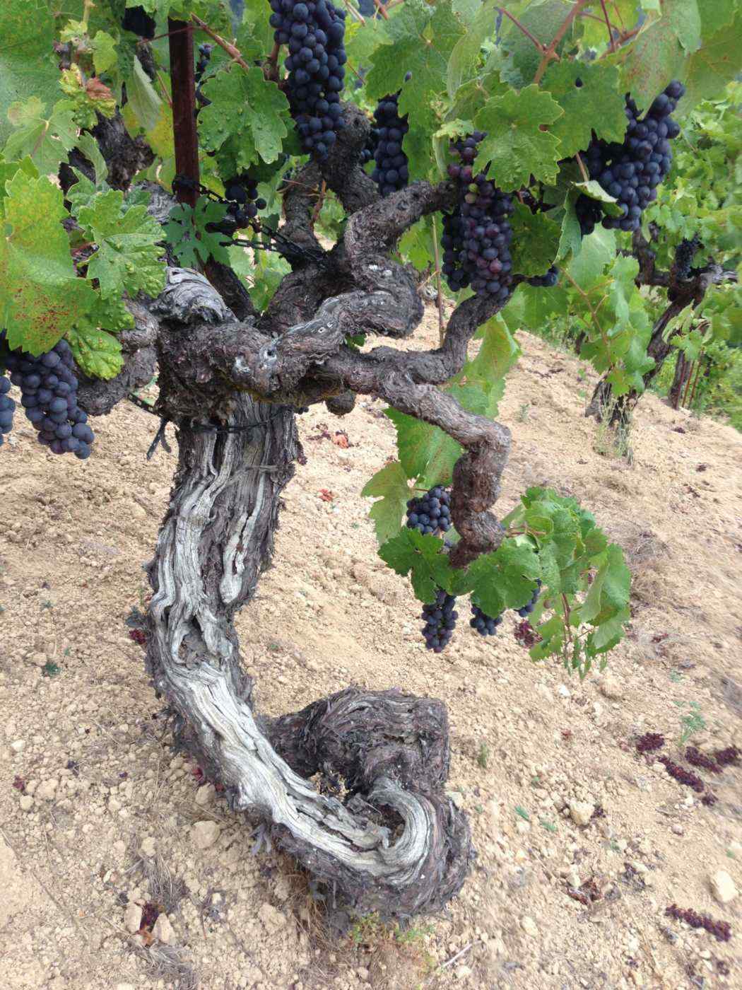 Jackass Hill Zinfandel vines at 135+ years old