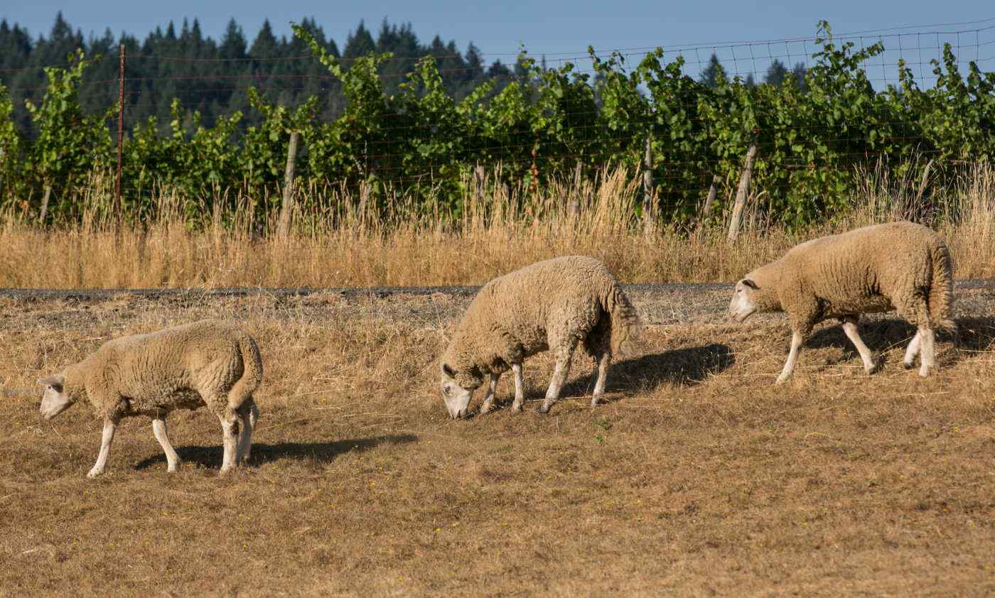 Coastal Vineyard: Charles Ranch with Sheep