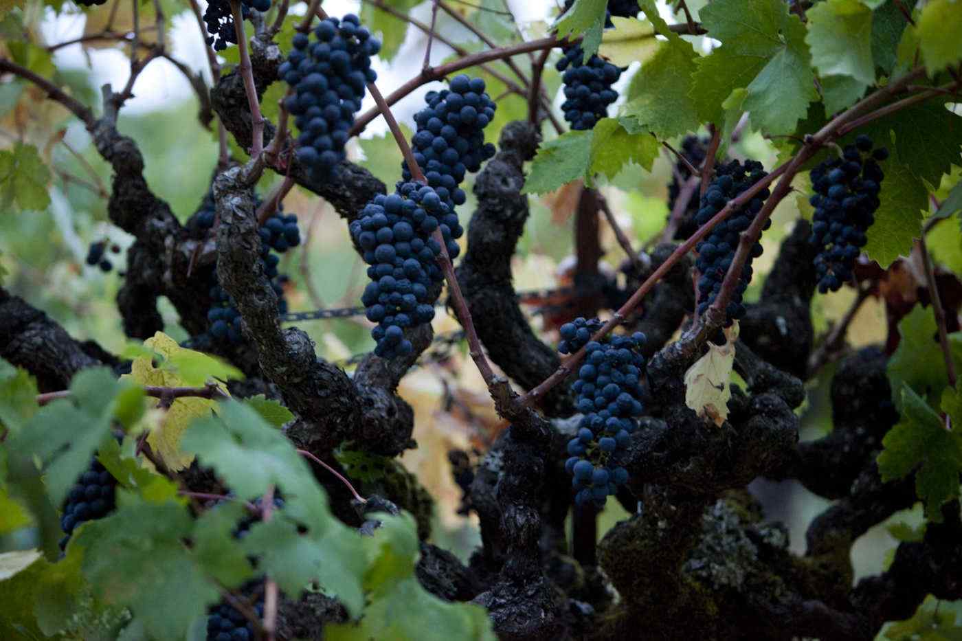 Martinelli Jackass Vineyard grape closeup