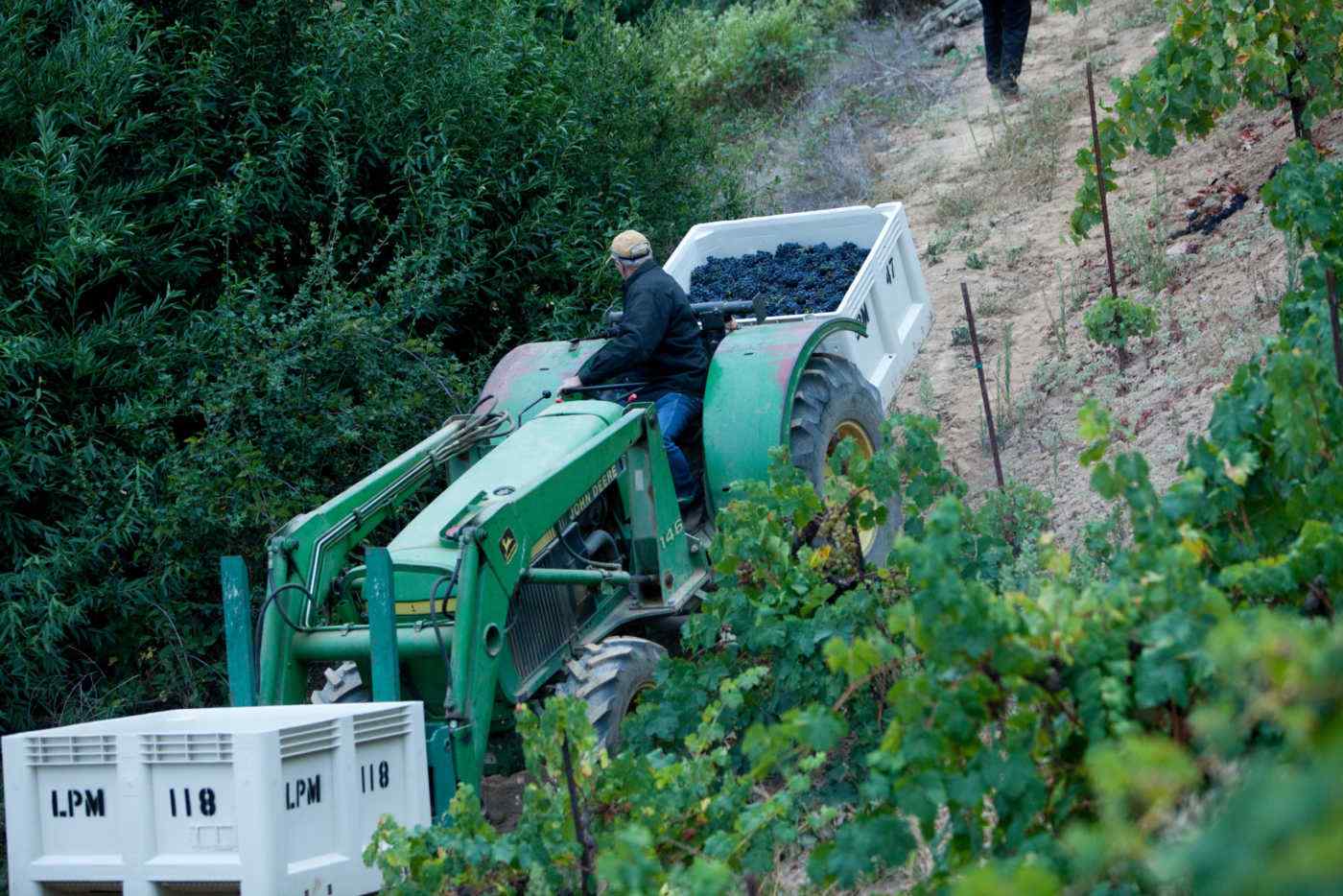 Lee Sr. loading Jackass Hill Zinfandel grapes to be brought to the winery at 5am.