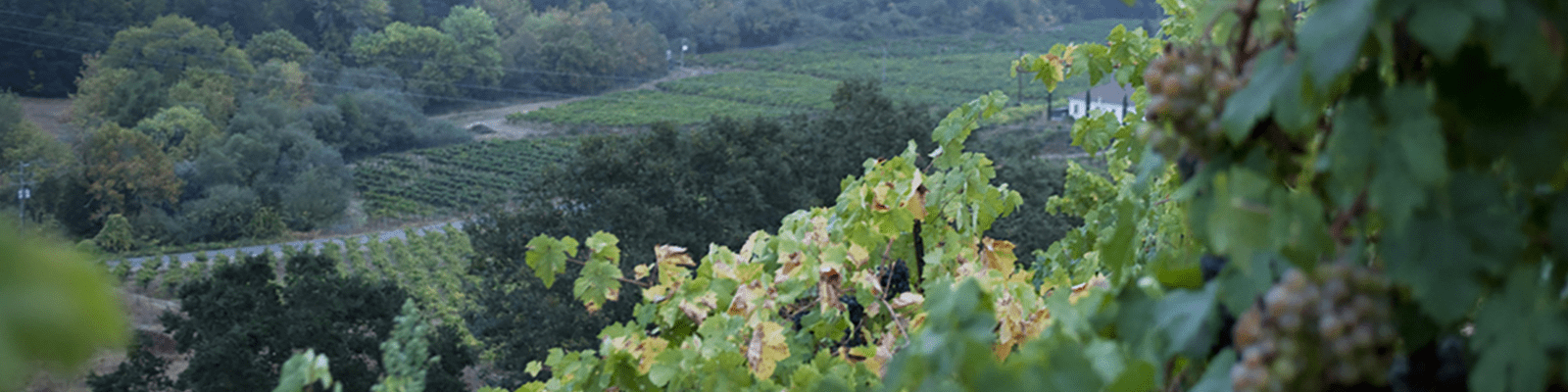 Martinelli Muscat vineyard