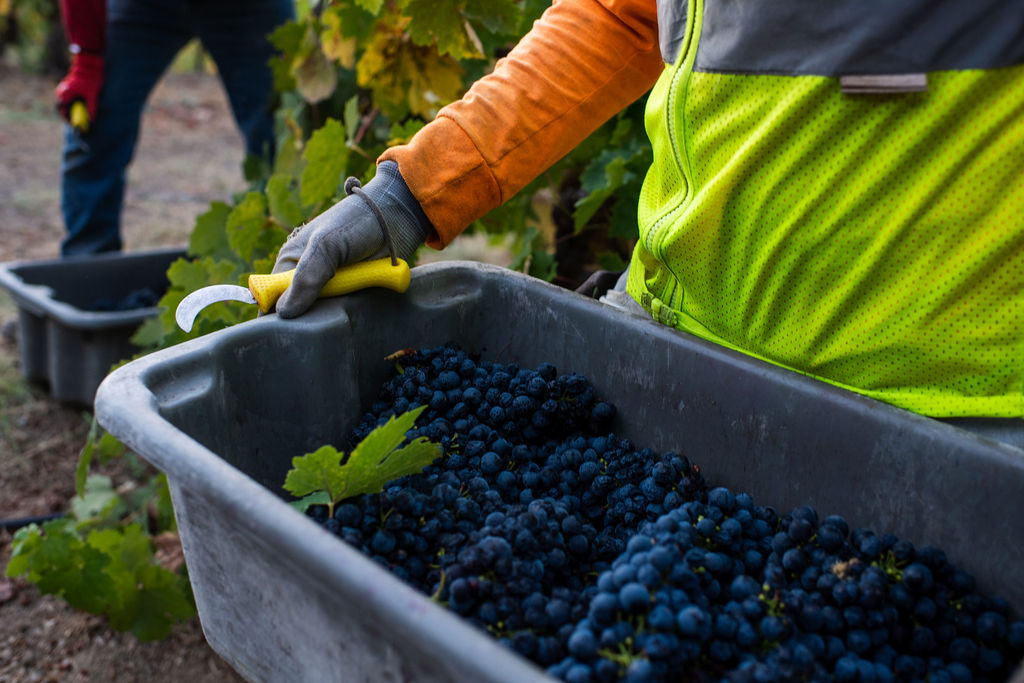 Vineyard worker holding bin of ripe red grapes