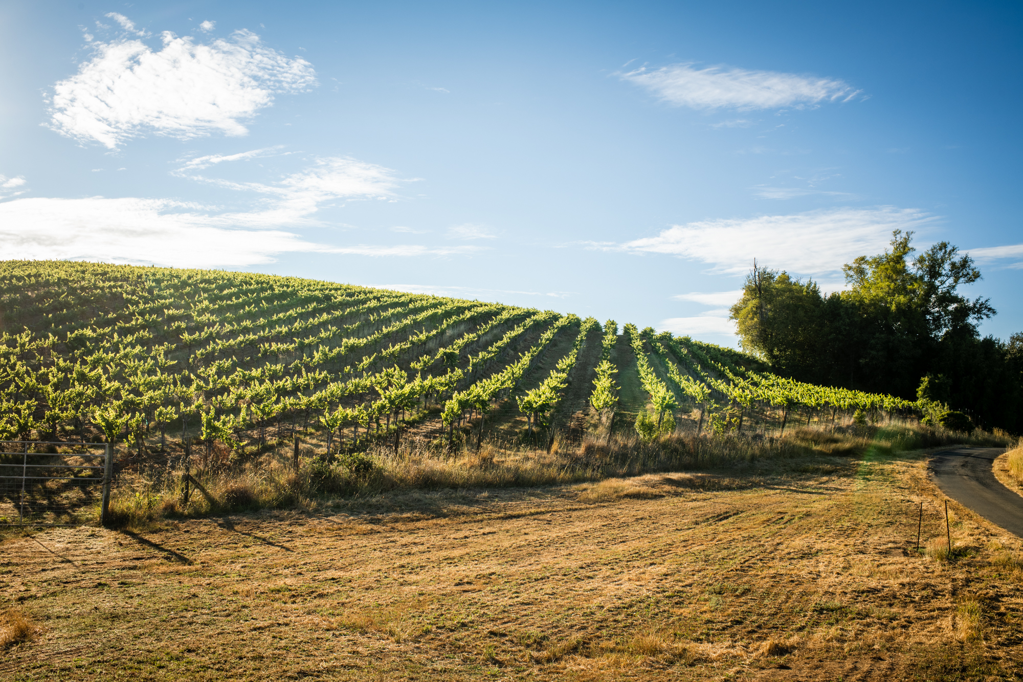 Vineyard on slope under blue sky