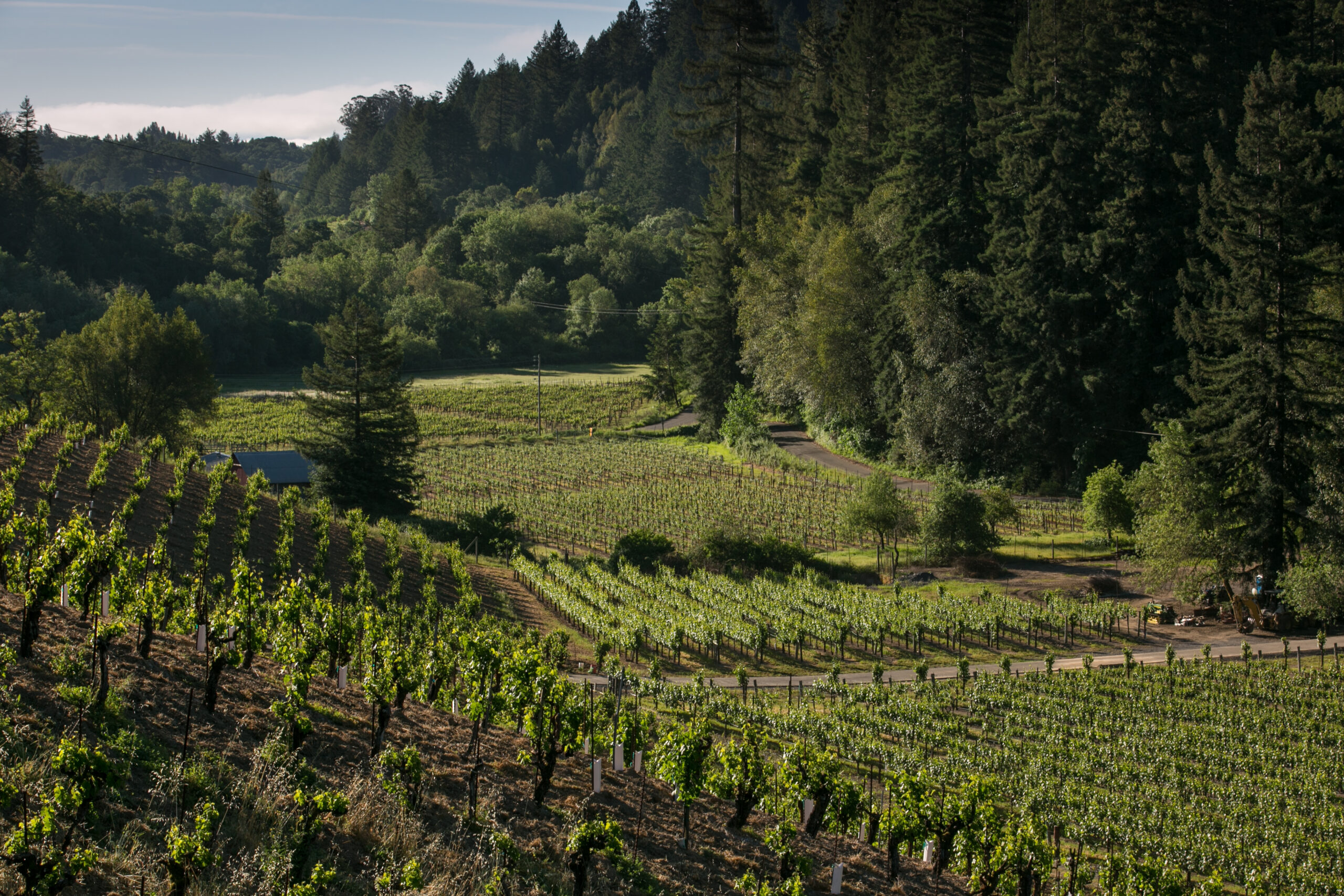 Vineyards in valley surrounded by redwoods