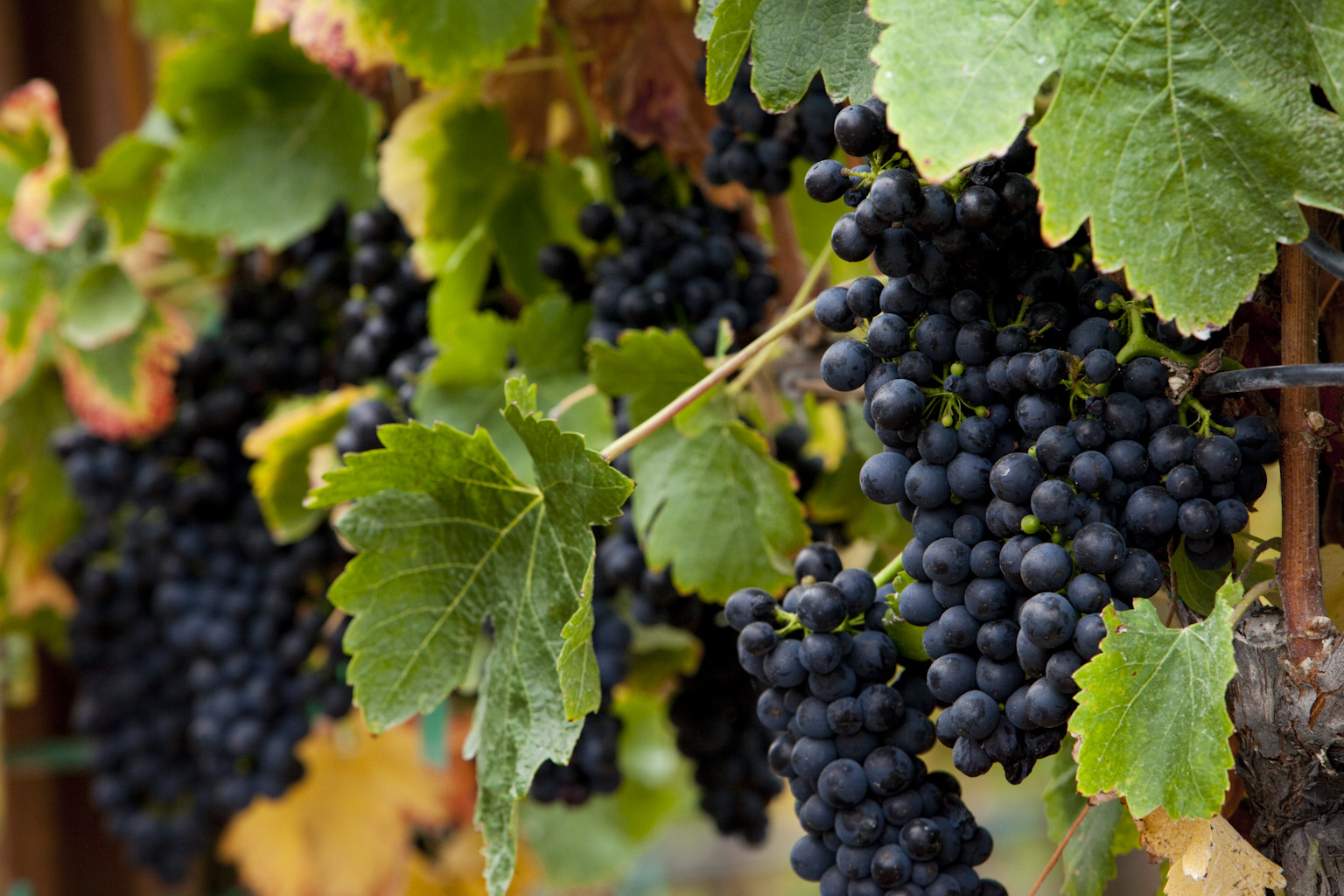 Dark purple grape clusters hanging on vine with green leaves
